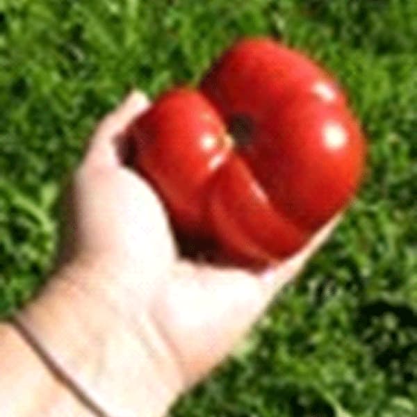 750 Томат Алена — Купить Заказать семена томатов, перцев, овощей, по России