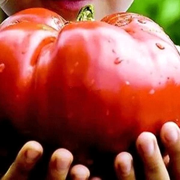 Особенности посадки и выращивания помидоров сорта 