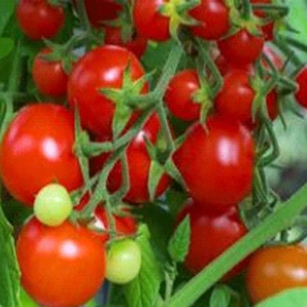 7299 Томат Сладкий Поцелуй — Купить Заказать семена томатов, перцев,овощей, по России