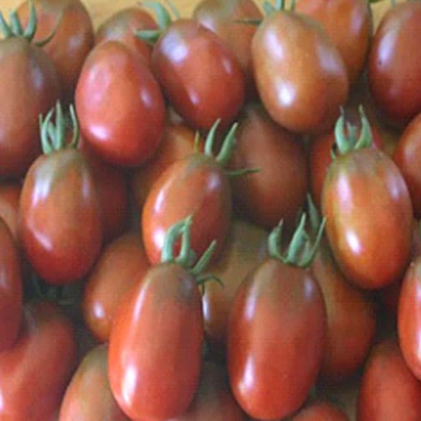 7336 Томат Слива Черная — Купить Заказать семена томатов, перцев, овощей,по России