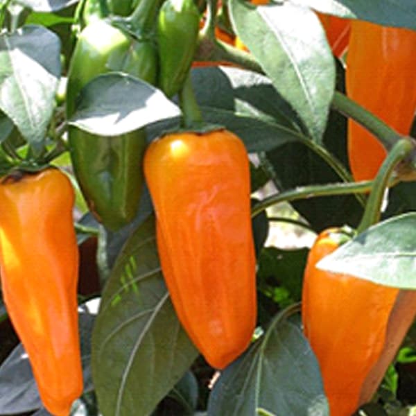 555 Перец сладкий ОРАНЖЕВОЕ ПАТИО, сорт (оранжевый, мелкоплодный,конусовидный) — Купить Заказать семена томатов, перцев, овощей, по России