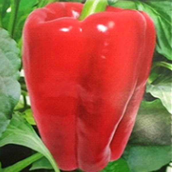 54 Перец сладкий РАННЕЕ ЧУДО F2 (цвет красный, кубовидно- конусовидный) —Купить Заказать семена томатов, перцев, овощей, по России